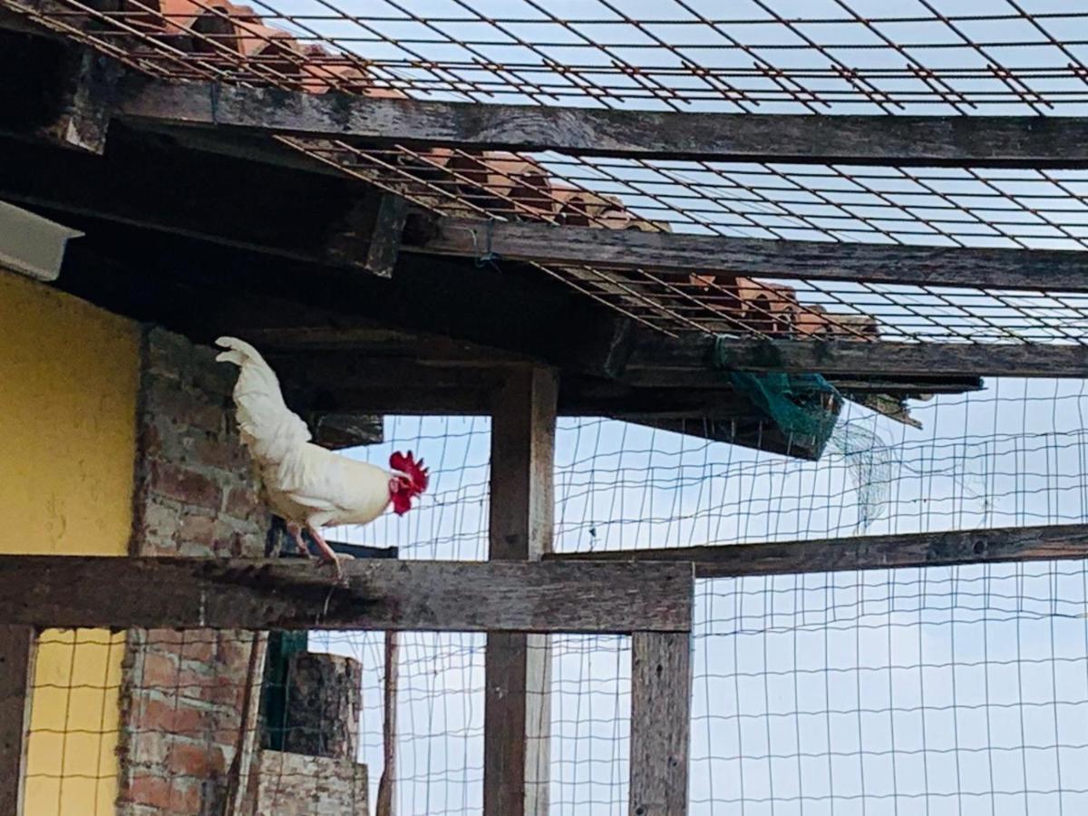 Agriturismo Cascina Smeralda Villa Pontestura Екстериор снимка